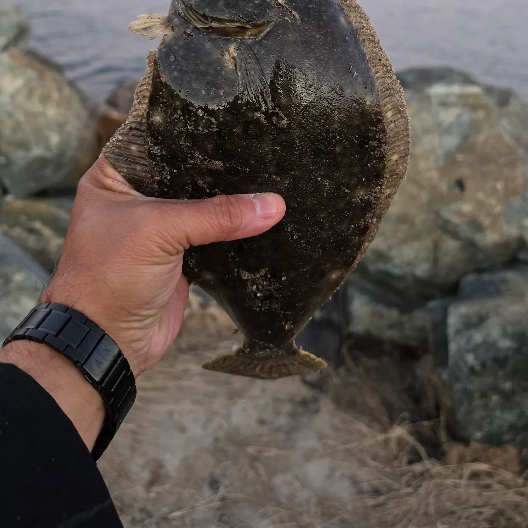 Summer flounder caught on Fishbrain
