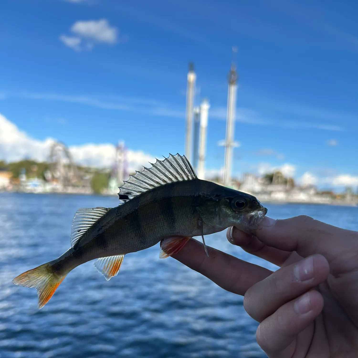 European perch caught on Fishbrain