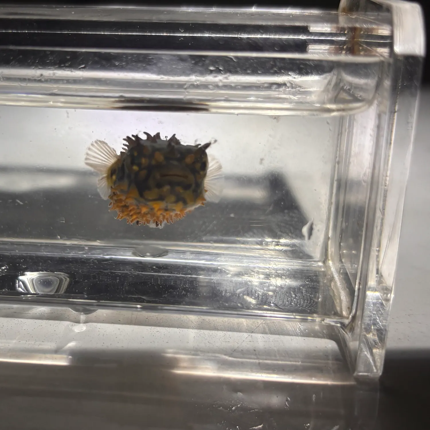 The most recent Striped burrfish catches on Fishbrain