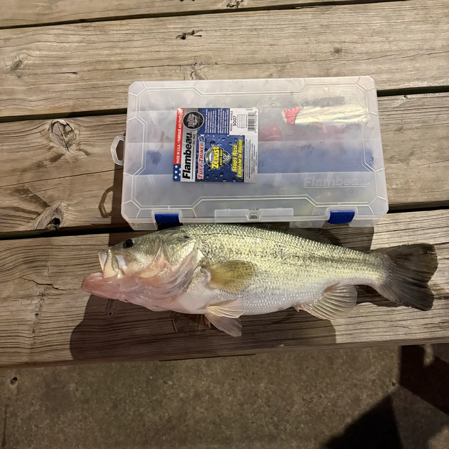 Largemouth bass caught on Fishbrain