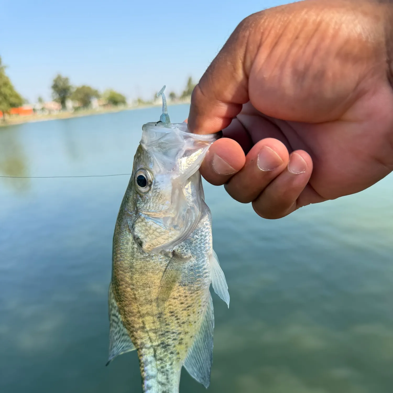 White crappie caught on Fishbrain