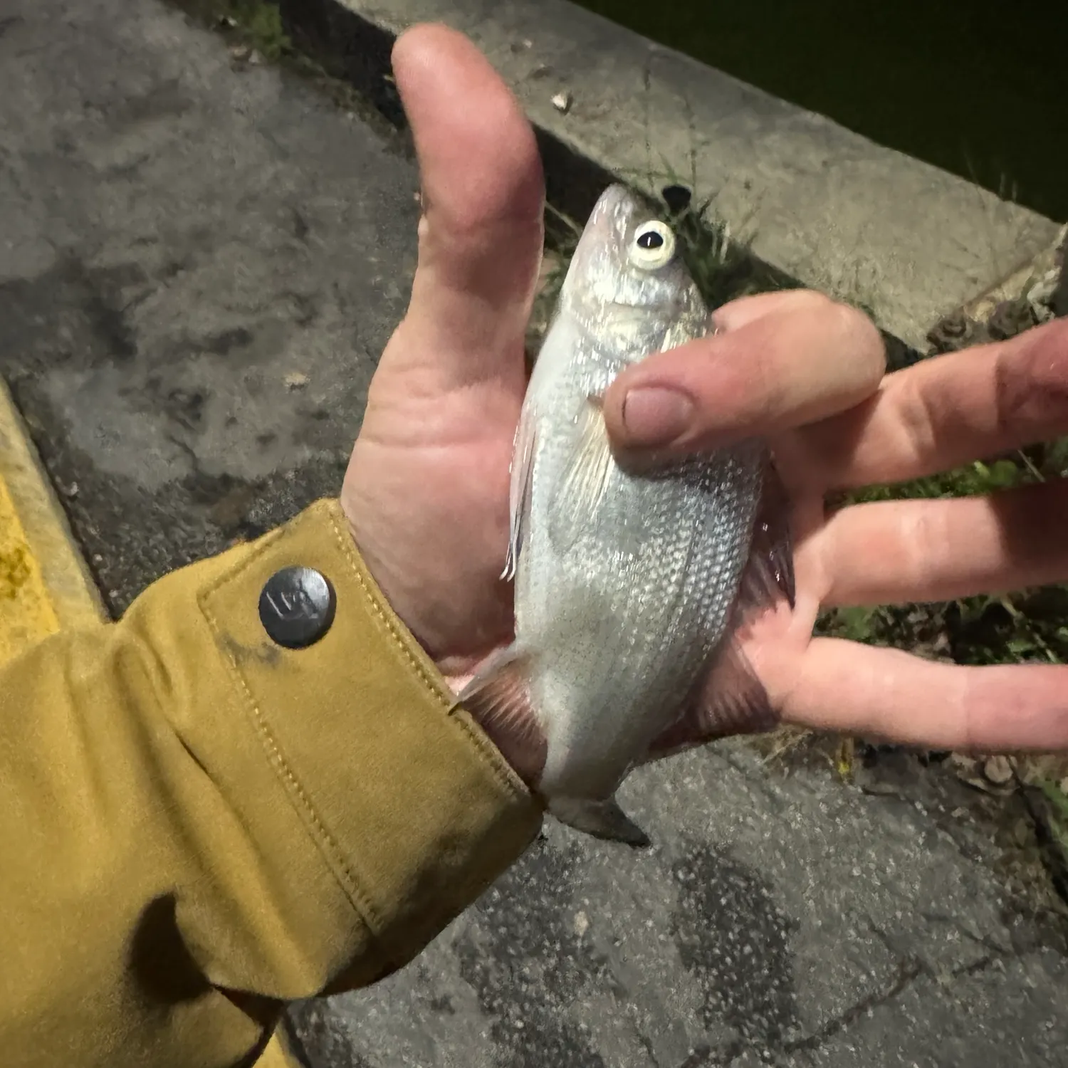 White perch caught on Fishbrain