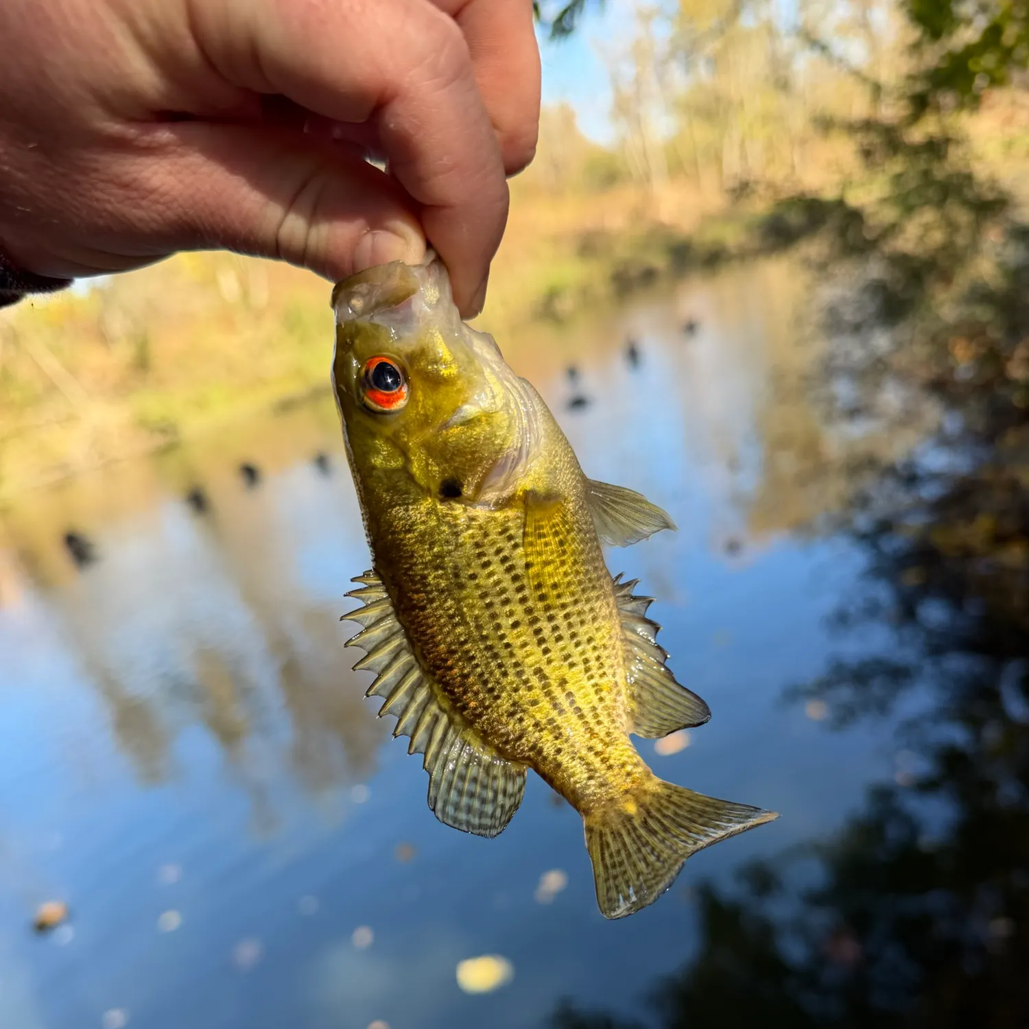 Rock bass caught on Fishbrain