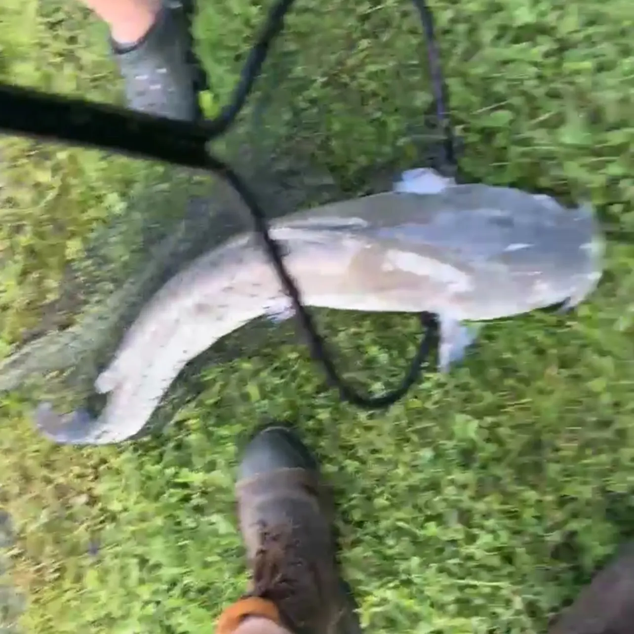 Blue catfish caught on Fishbrain