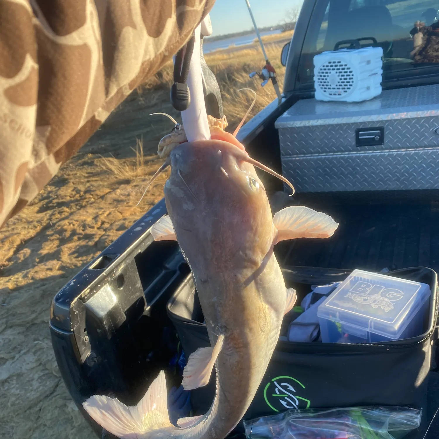The most recent Blue catfish catches on Fishbrain