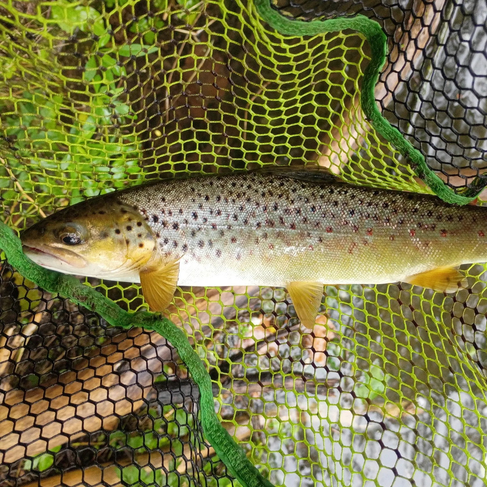 Brown trout caught on Fishbrain