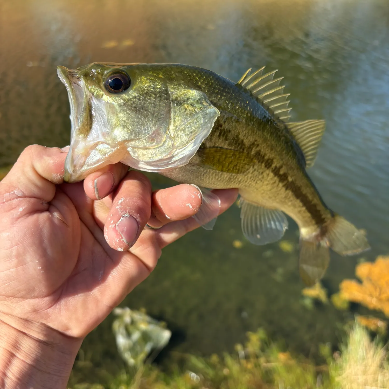 Largemouth bass caught on Fishbrain