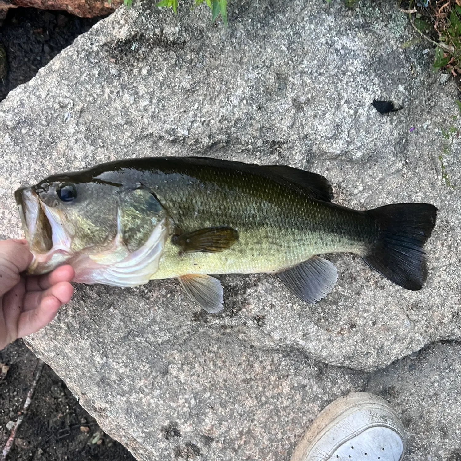 Fish caught on Fishbrain