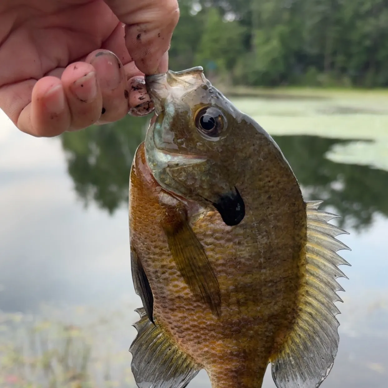 Bluegill caught on Fishbrain