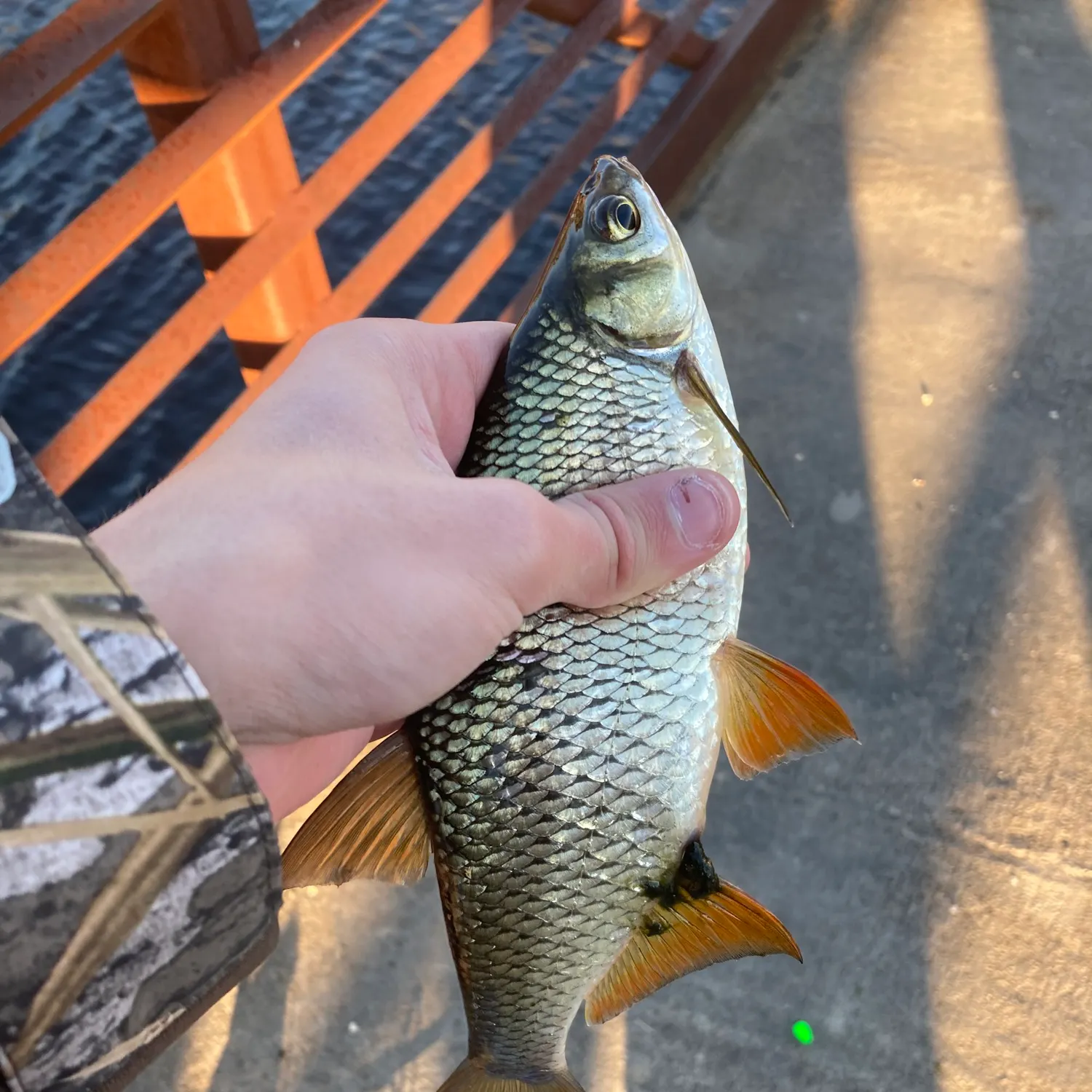 The most popular recent Golden shiner catch on Fishbrain