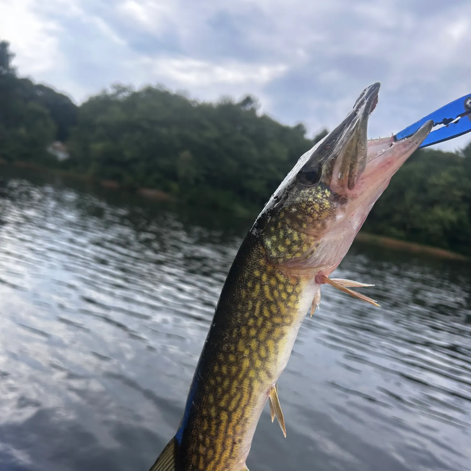 Chain pickerel caught on Fishbrain