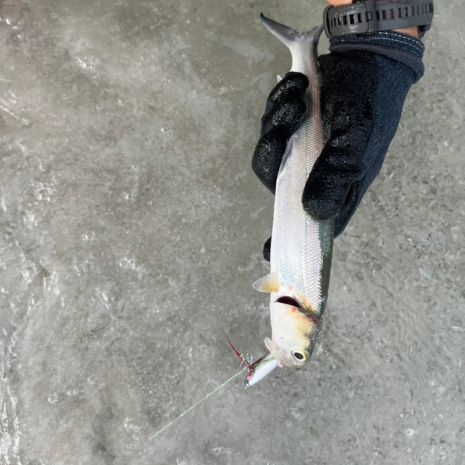 Ladyfish caught on Fishbrain