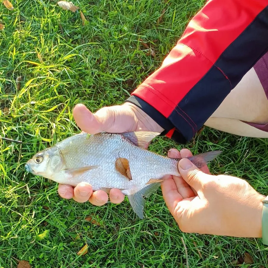 The most recent Common bream catches on Fishbrain