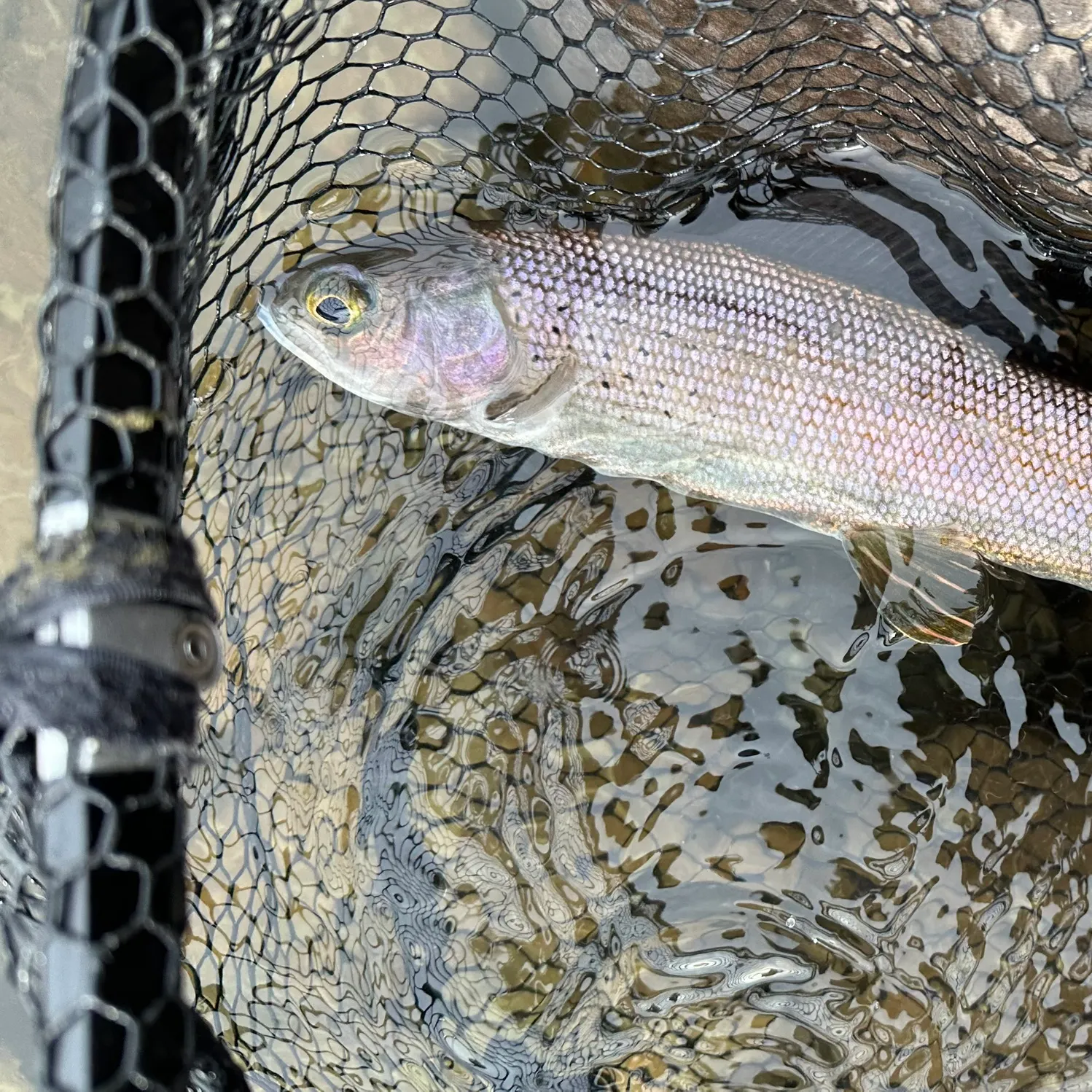 Arctic grayling caught on Fishbrain