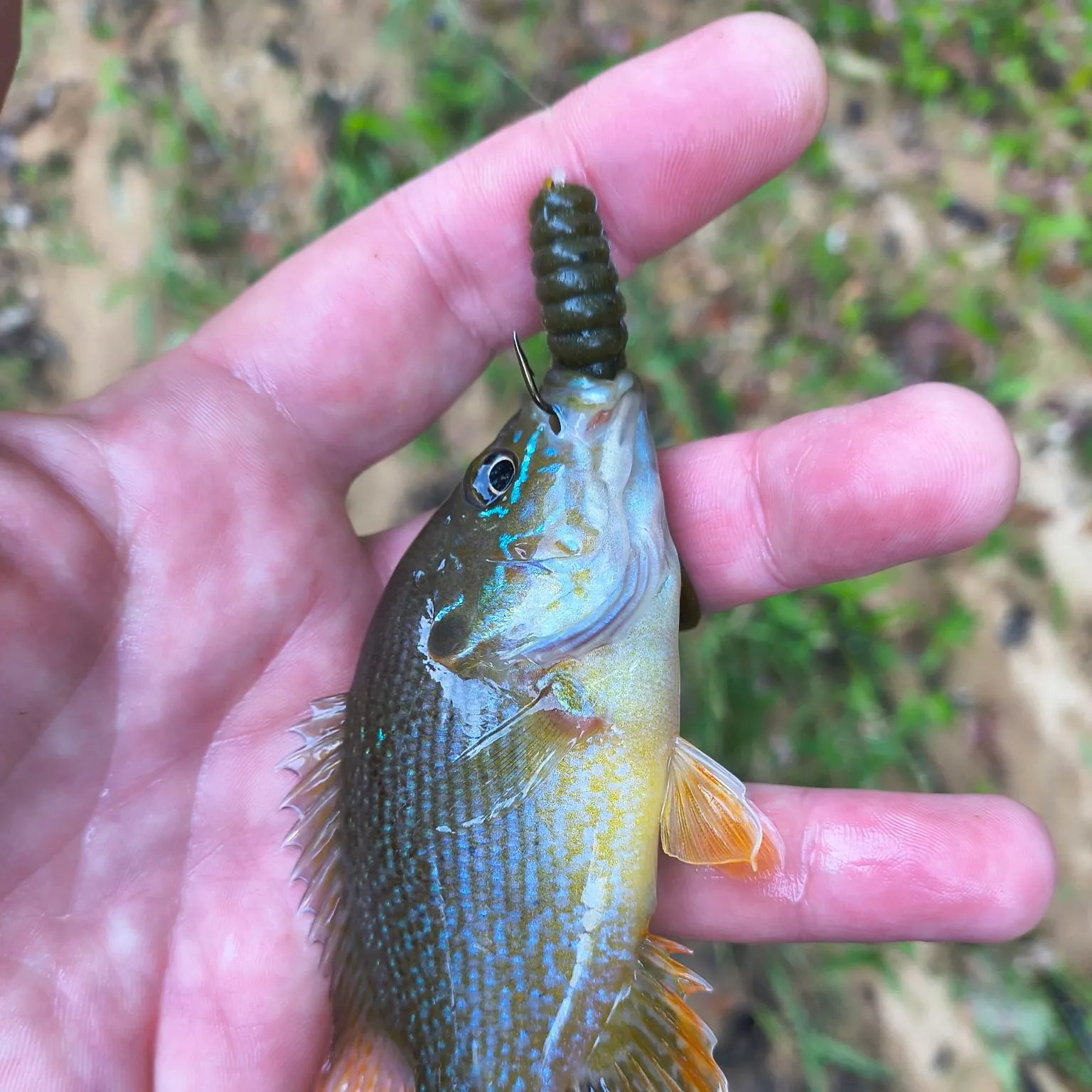 Green sunfish caught on Fishbrain