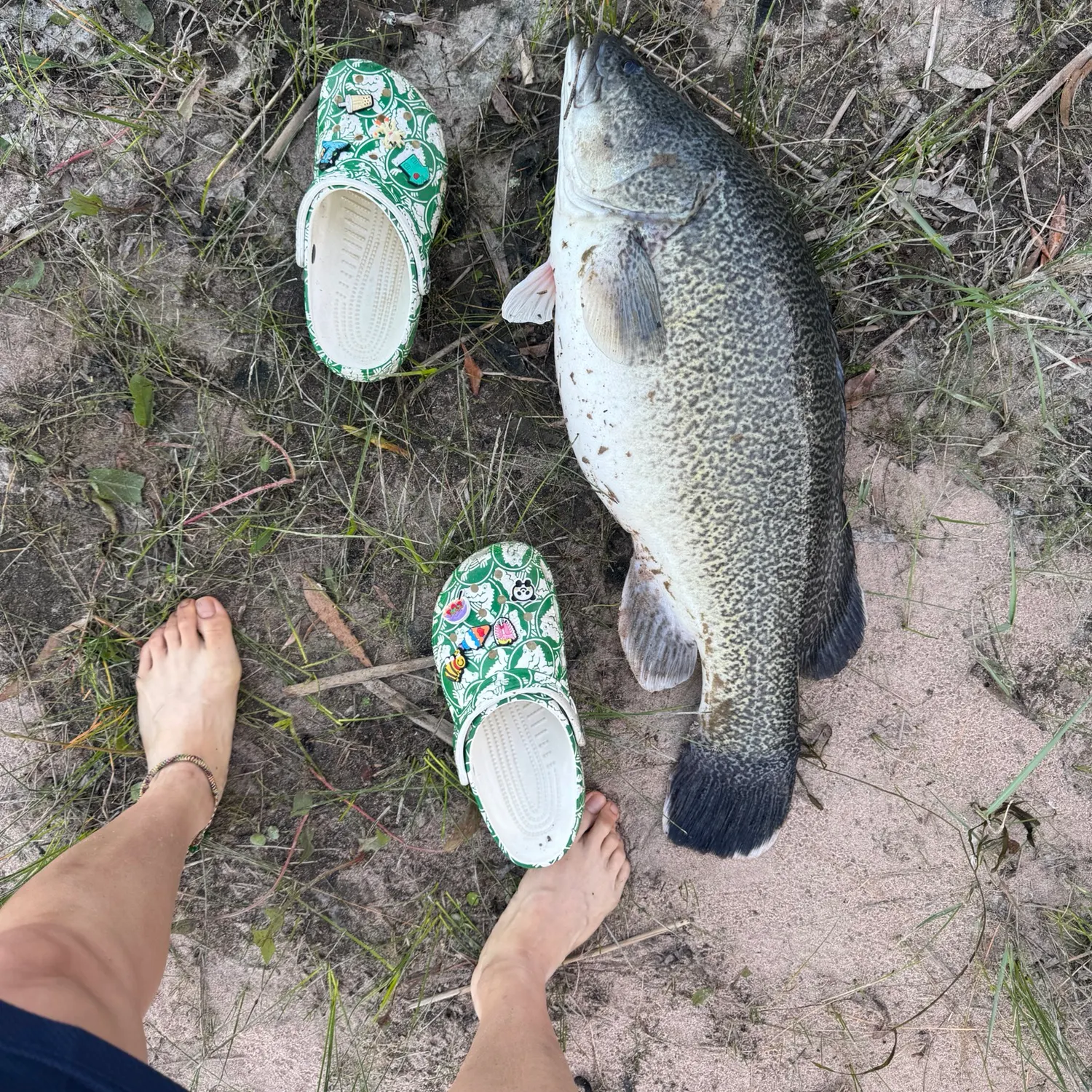Murray cod caught on Fishbrain