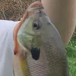 Redbreast sunfish caught on Fishbrain