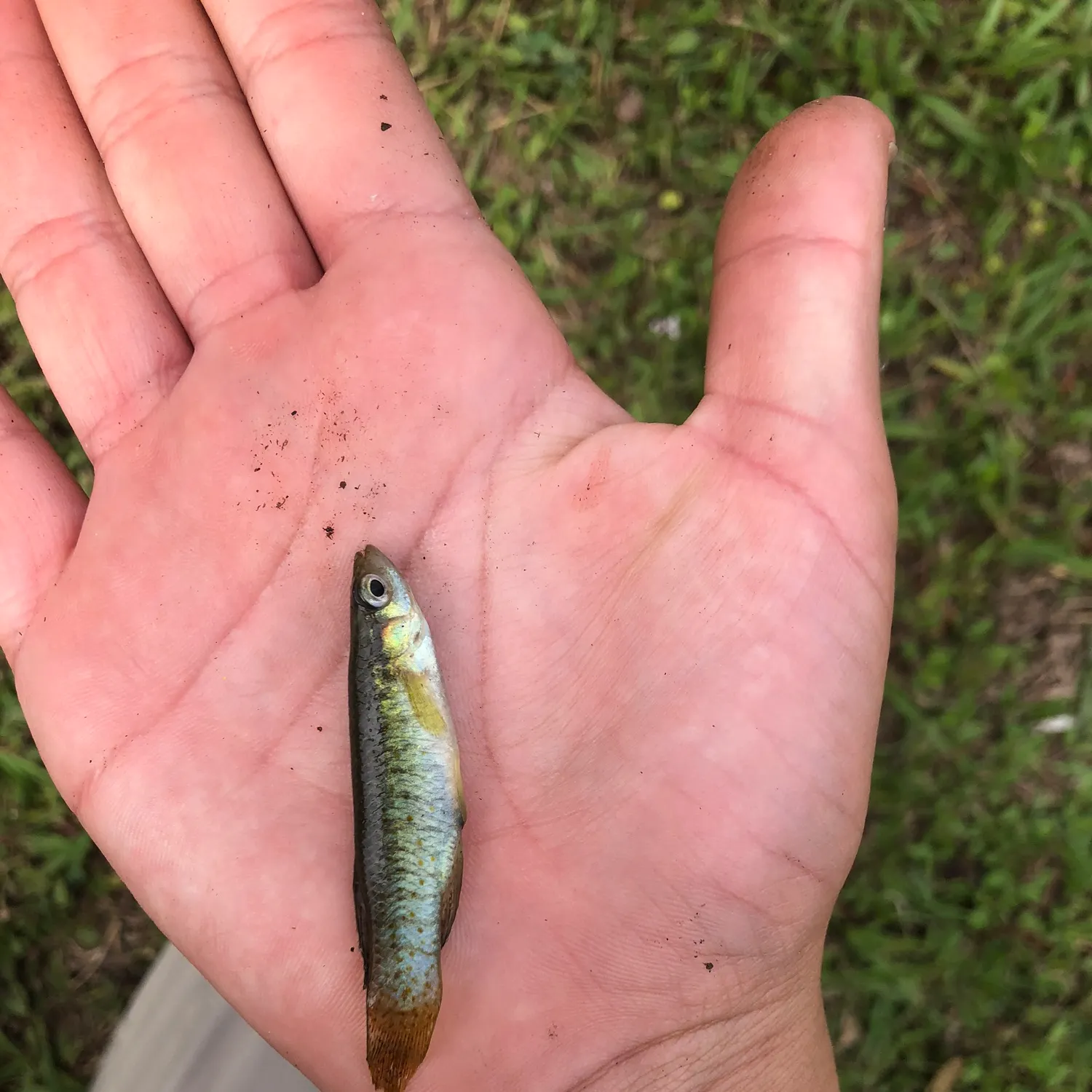 The most recent Russetfin topminnow catches on Fishbrain