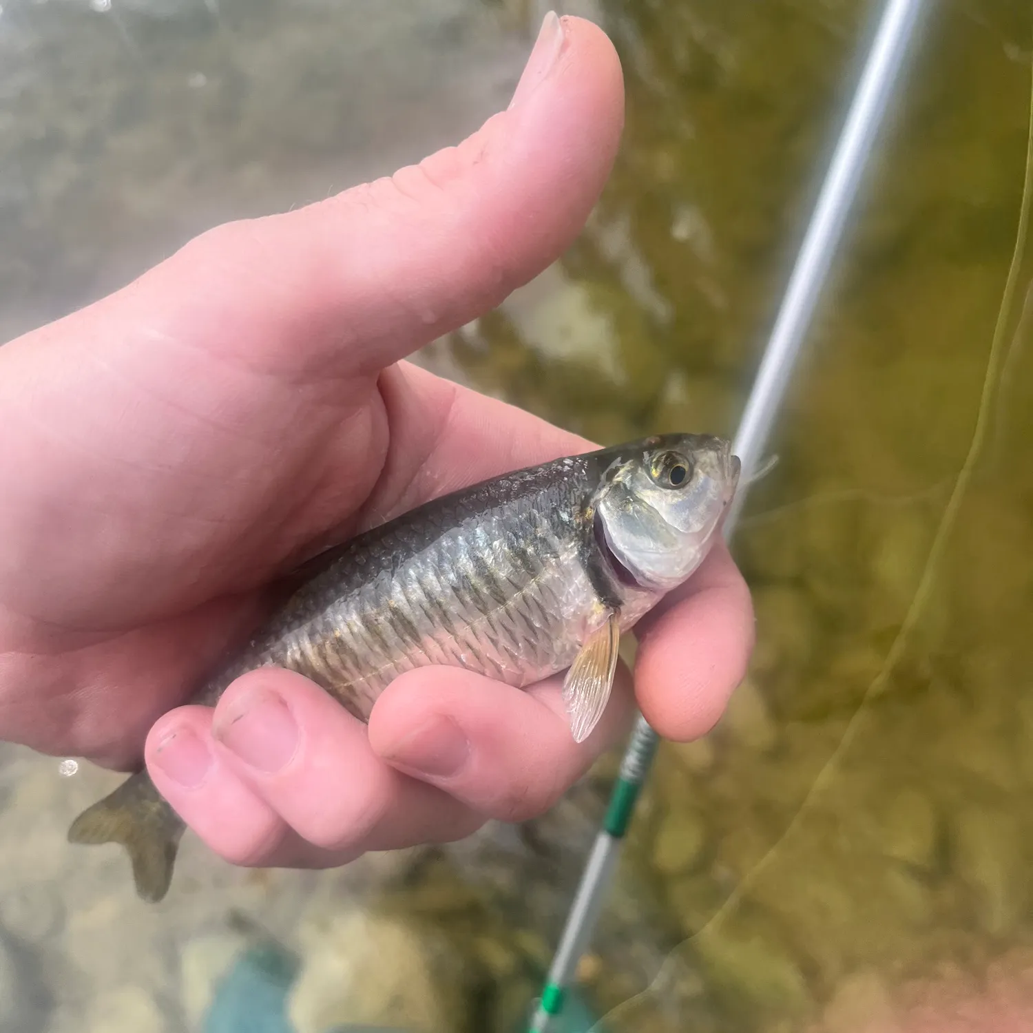 Striped shiner caught on Fishbrain