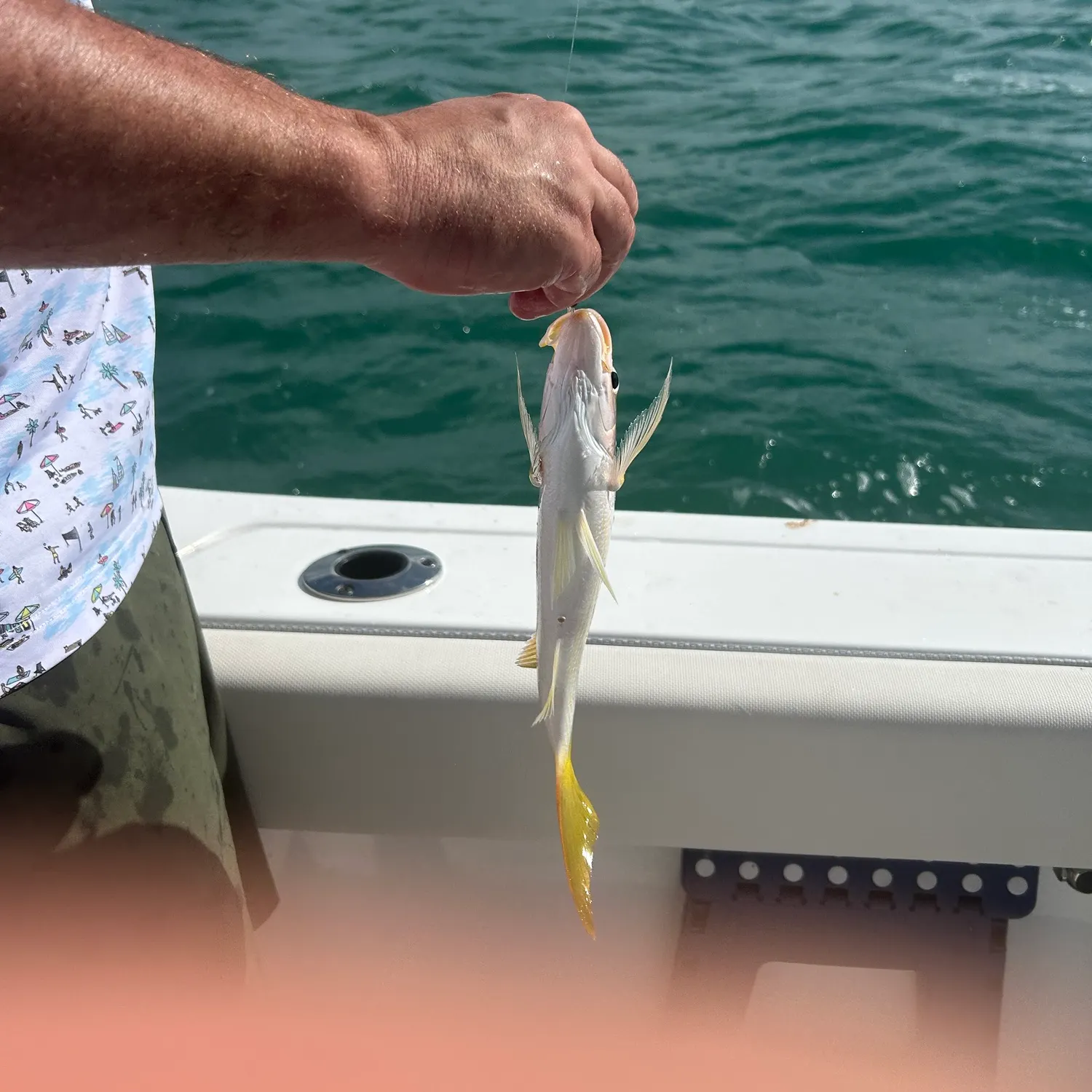 Yellowtail snapper caught on Fishbrain