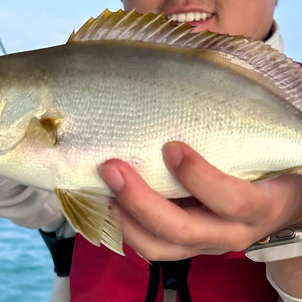 The most recent Chicken grunt catches on Fishbrain