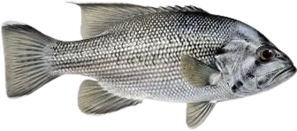 Westralian jewfish