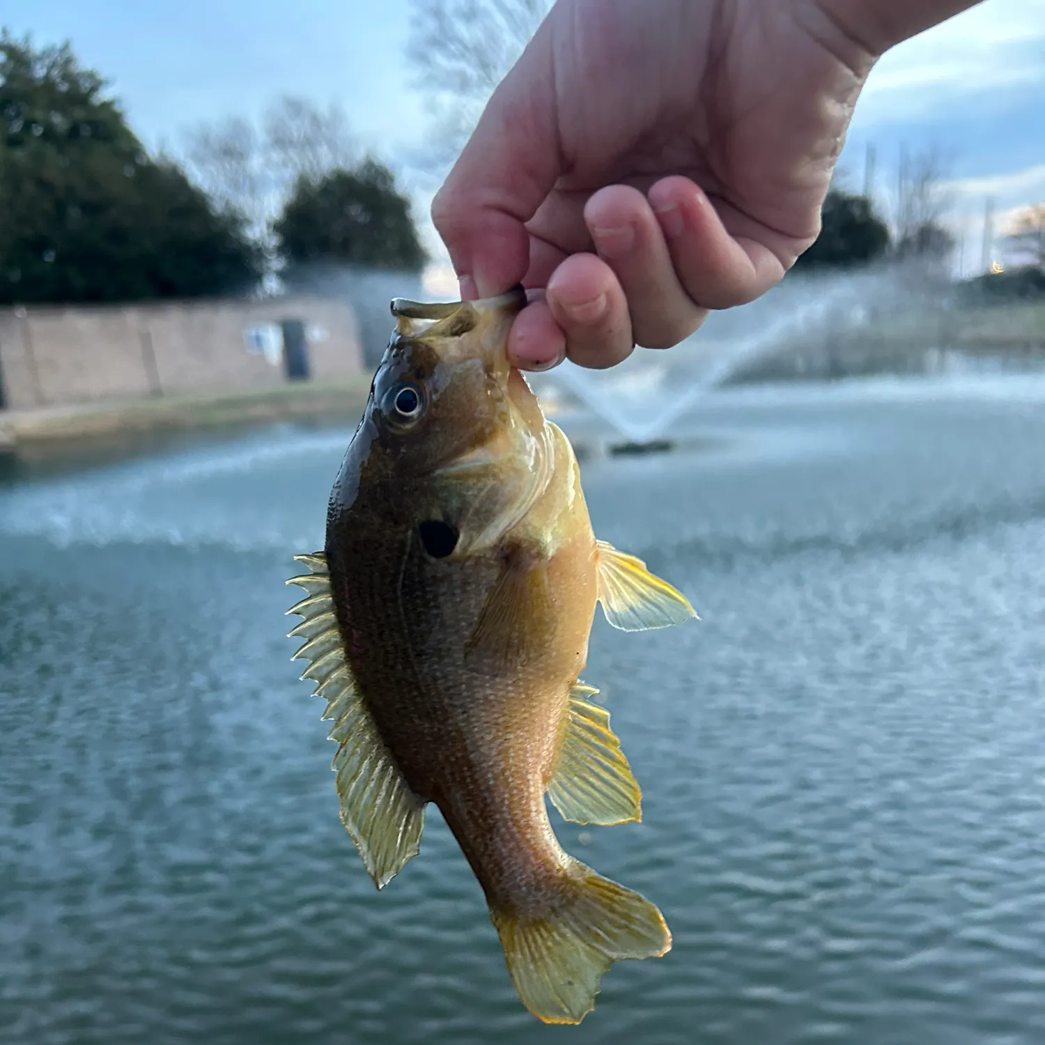The most recent Green sunfish catches on Fishbrain