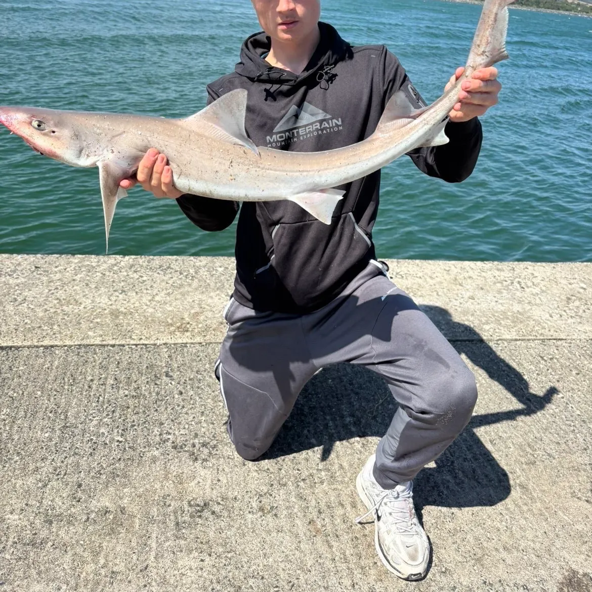 The most recent Common smooth-hound catches on Fishbrain