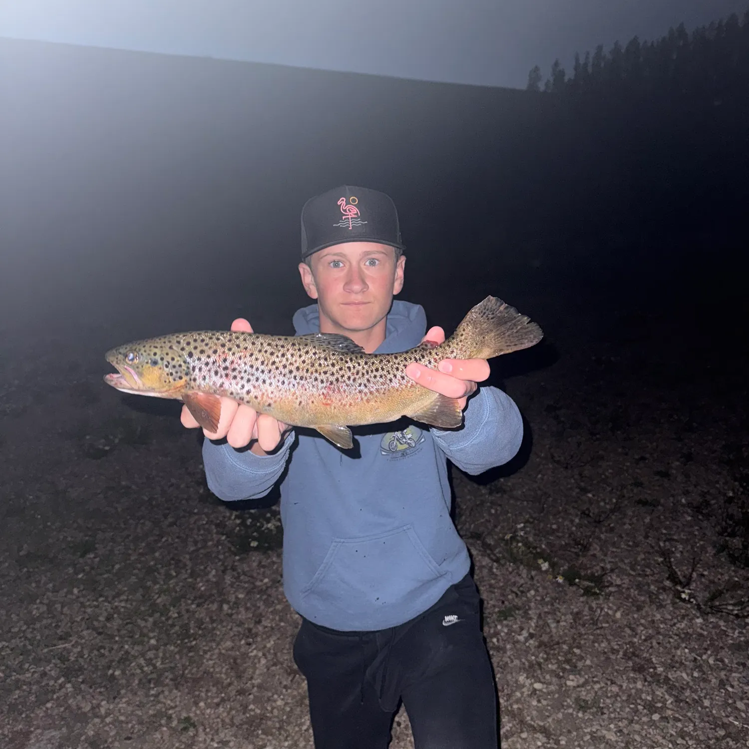 Brown trout caught on Fishbrain