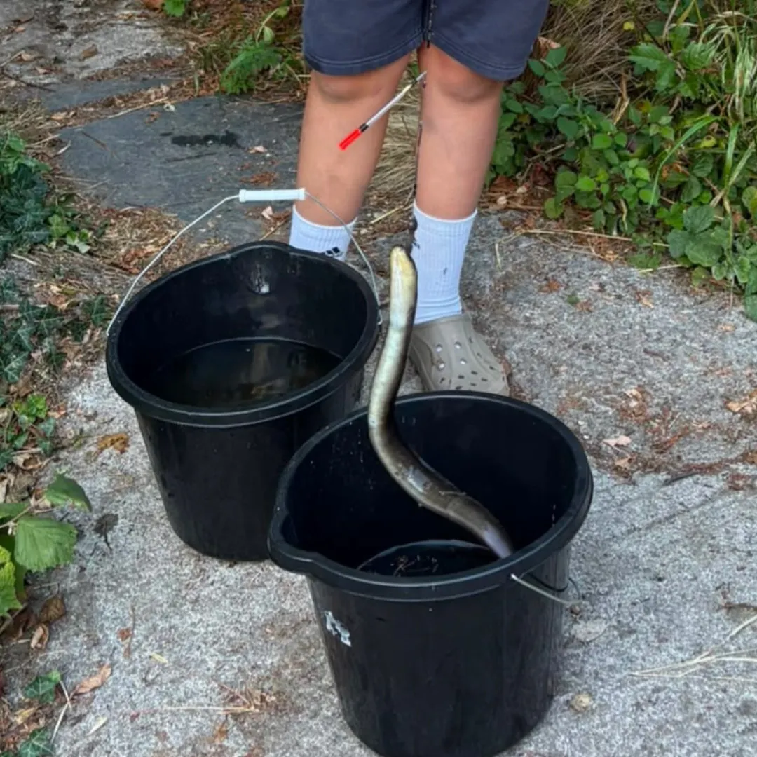 European eel caught on Fishbrain