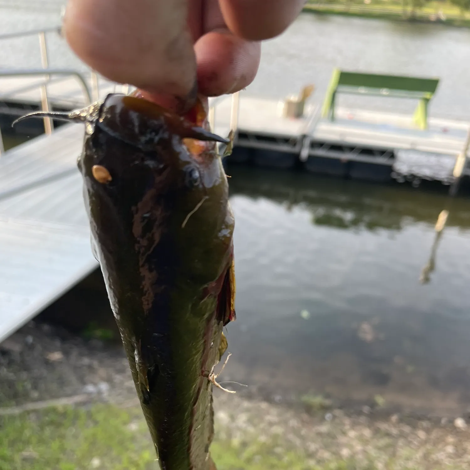 angler catch