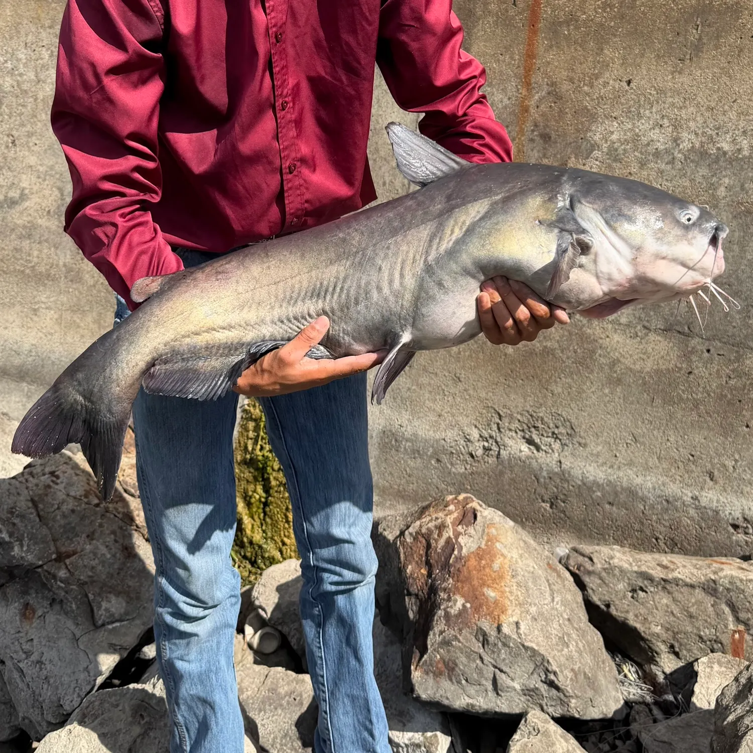 Blue catfish caught on Fishbrain