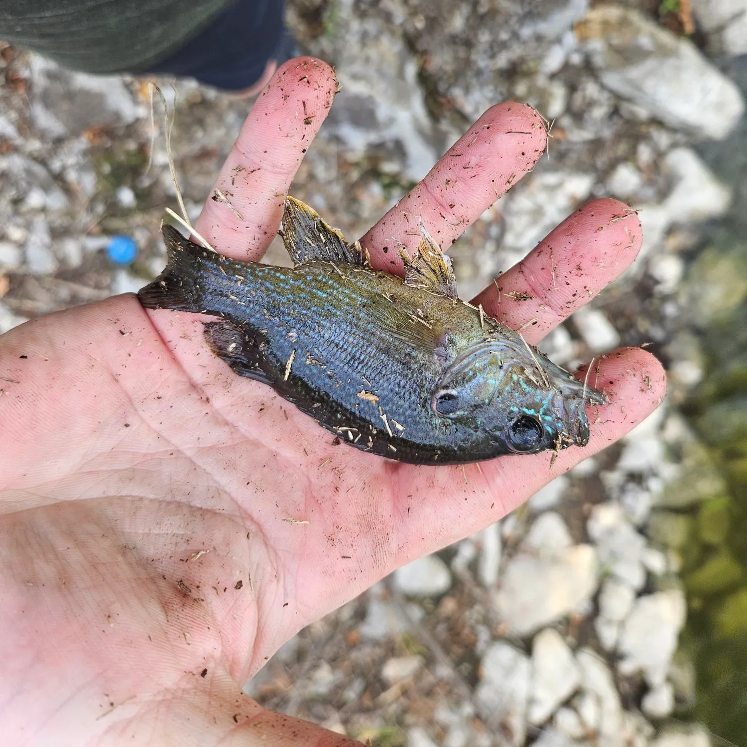 Green sunfish caught on Fishbrain