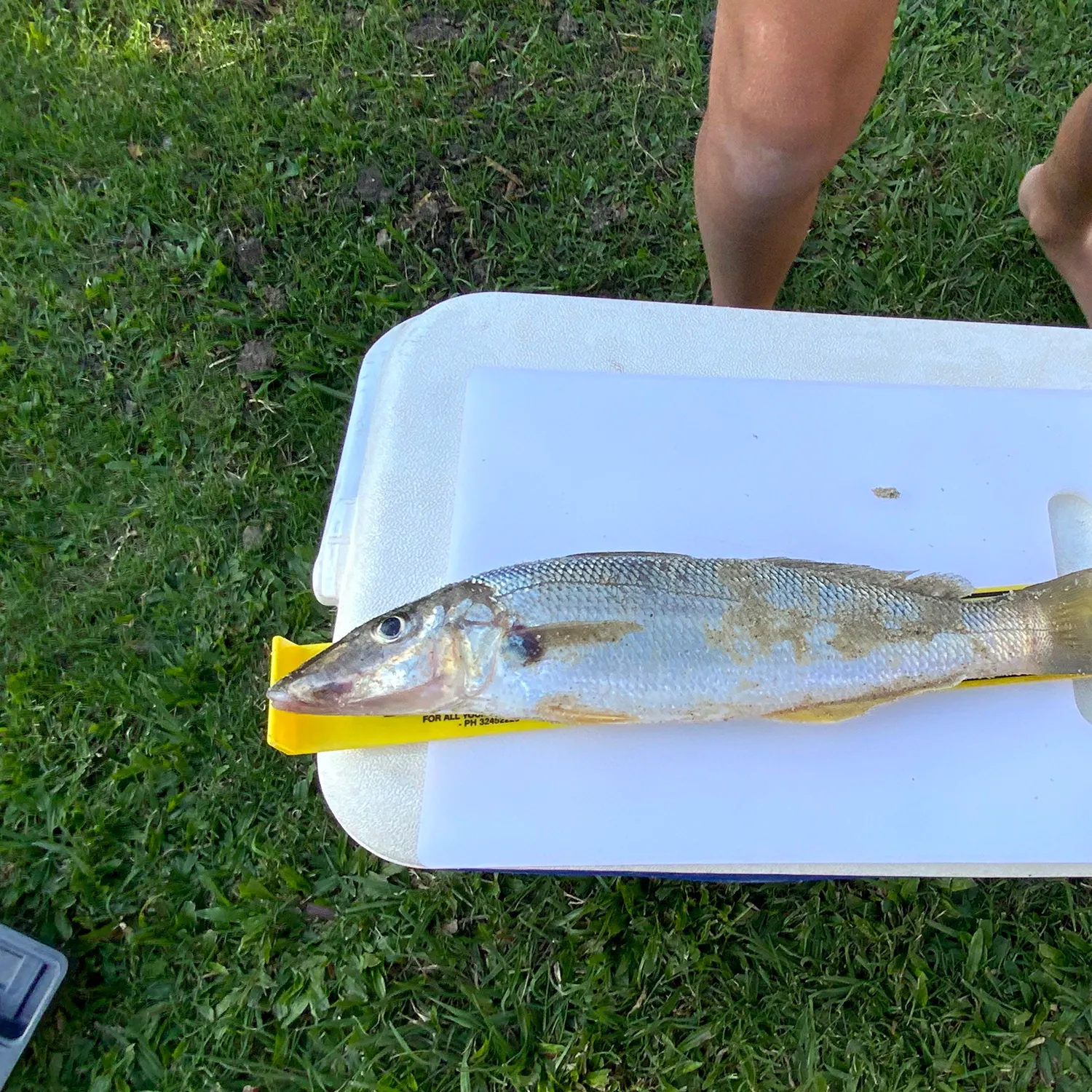 most liked catch image