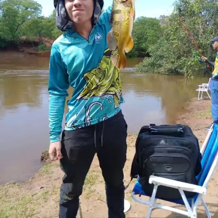 The most recent Butterfly peacock bass catches on Fishbrain