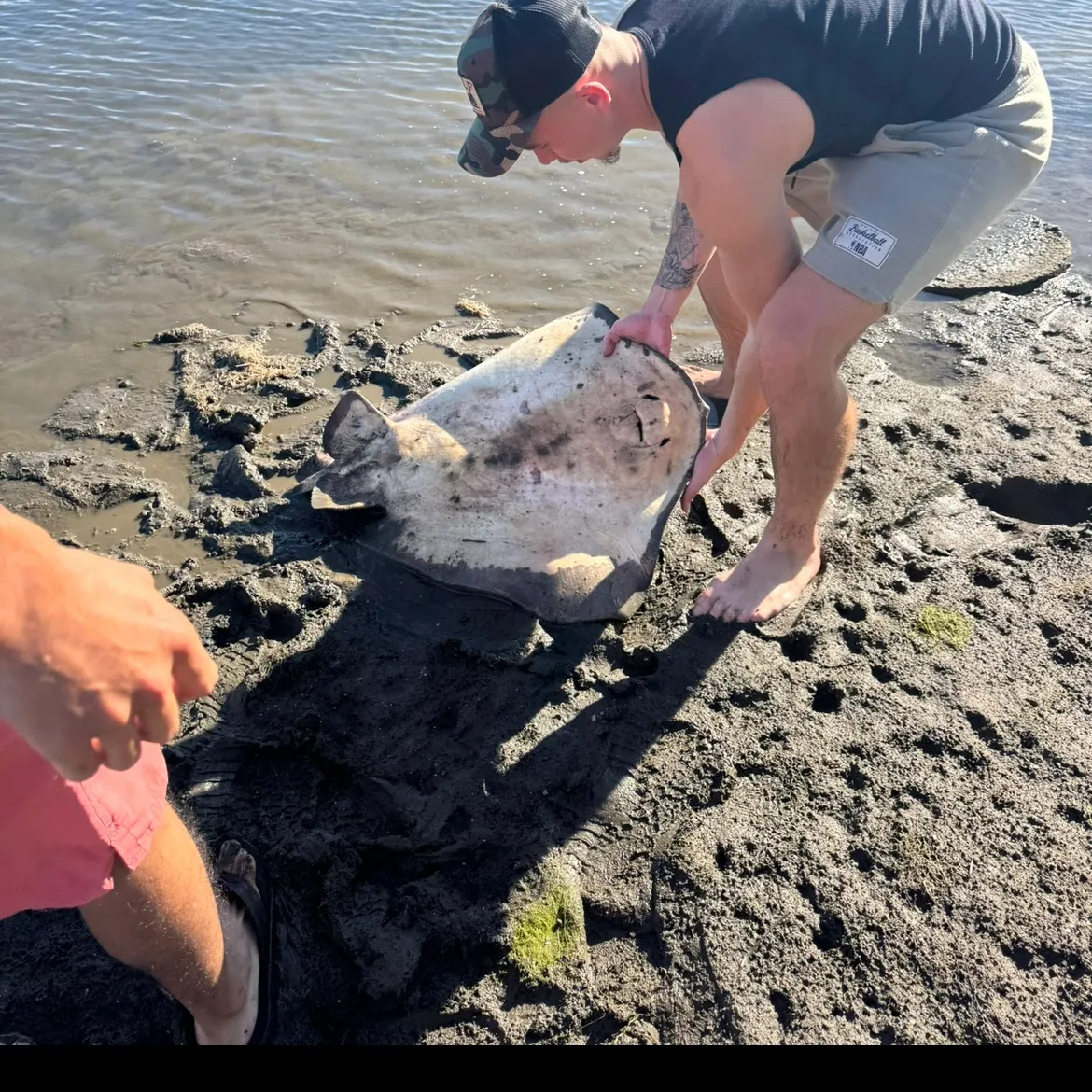 The most recent Diamond stingray catches on Fishbrain