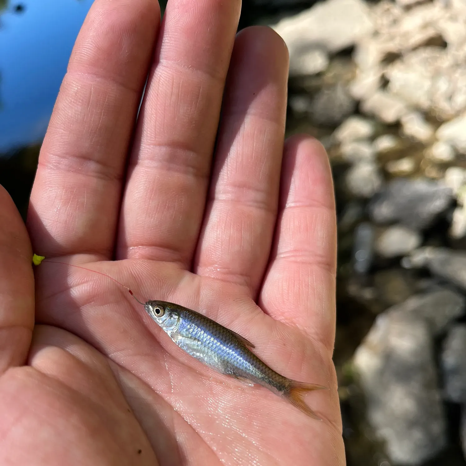 The most recent Red shiner catches on Fishbrain