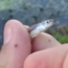 The most recent Common bleak catches on Fishbrain