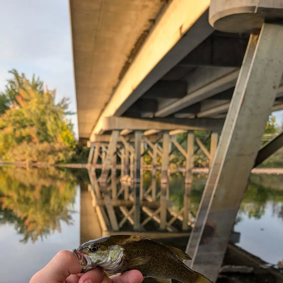 Smallmouth bass caught on Fishbrain