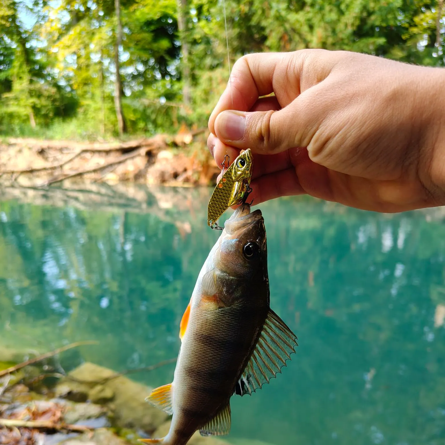 European perch caught on Fishbrain