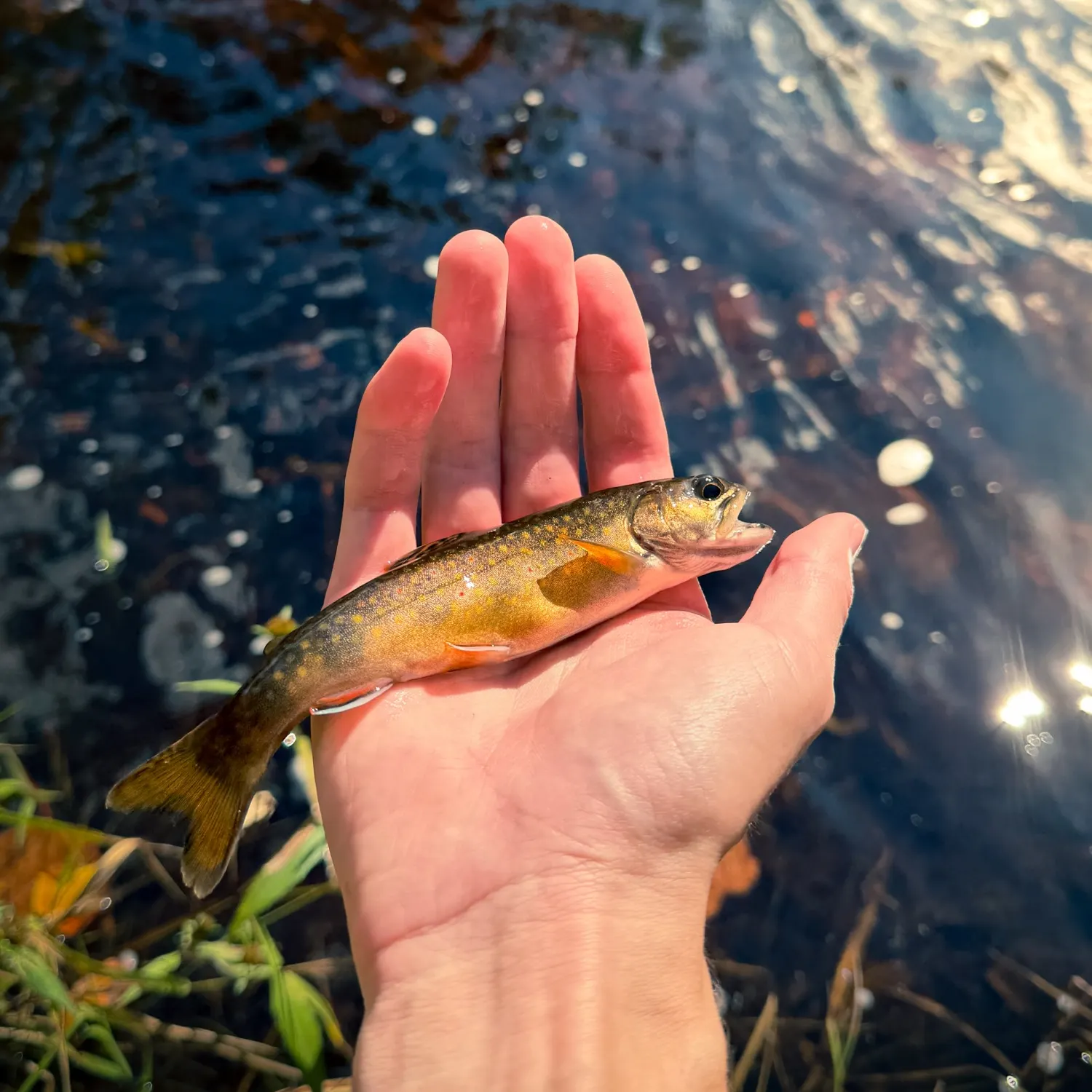 The most recent Brook trout catches on Fishbrain