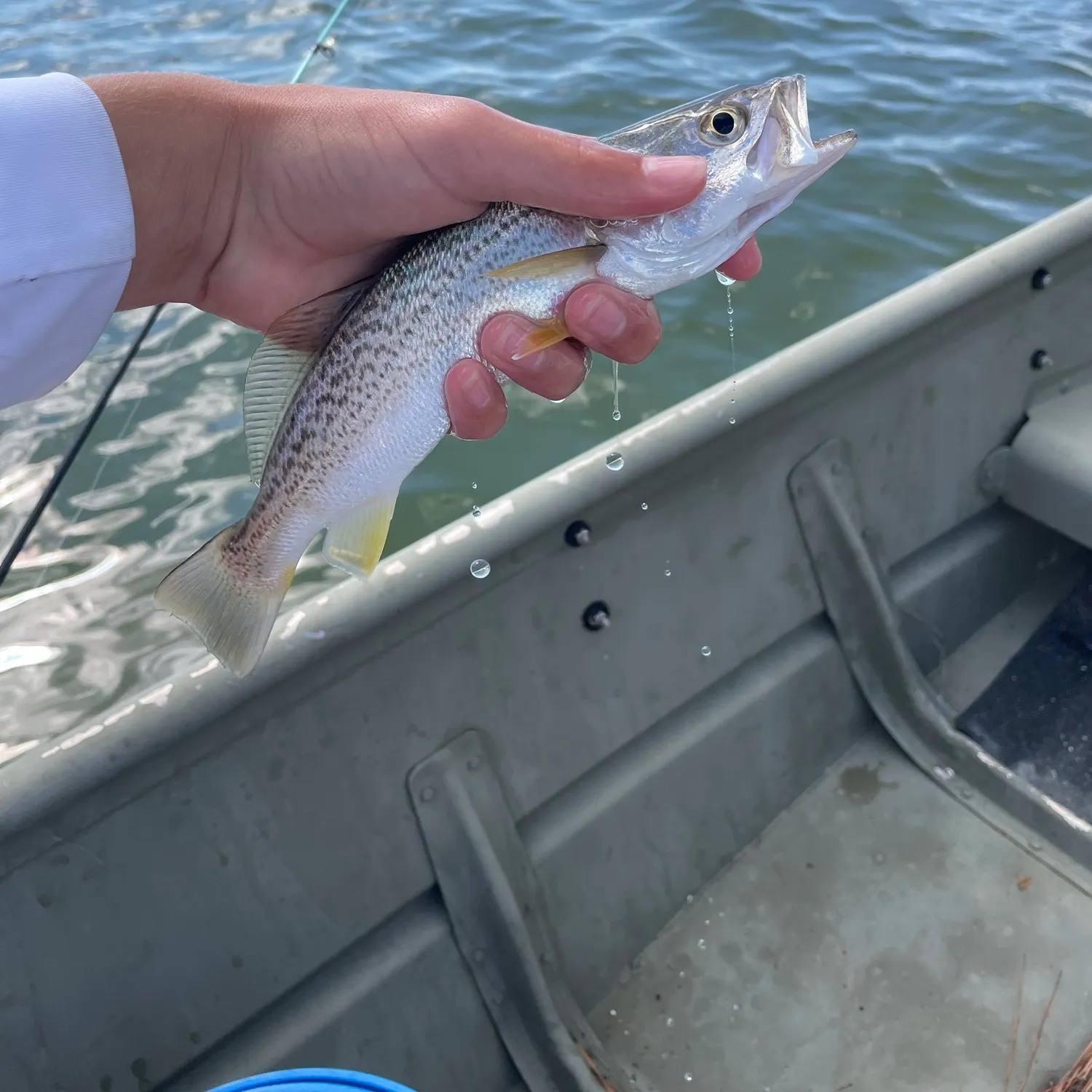 Gray weakfish caught on Fishbrain