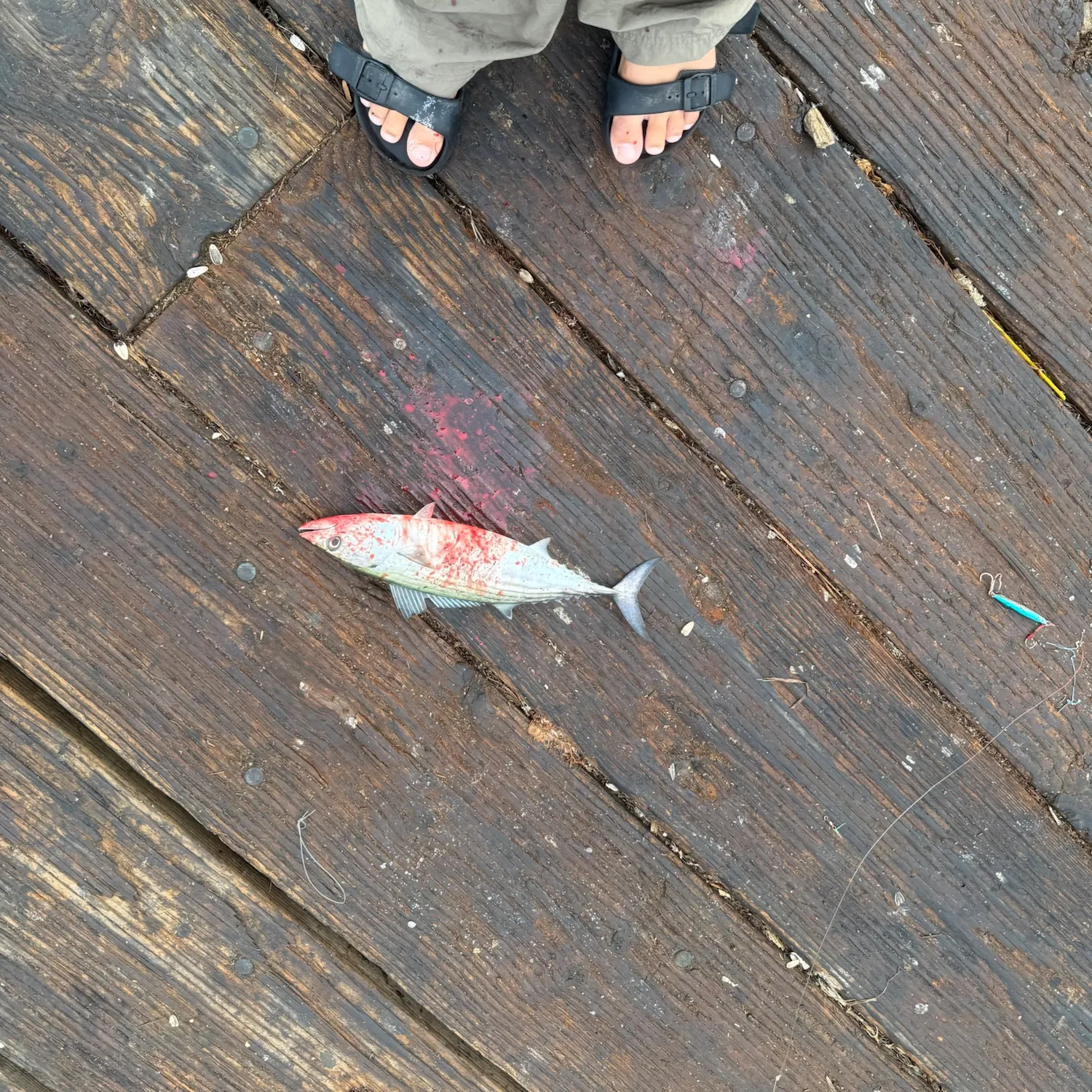 The most recent Pacific bonito catches on Fishbrain