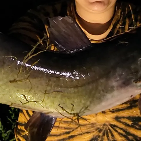 Channel catfish caught on Fishbrain