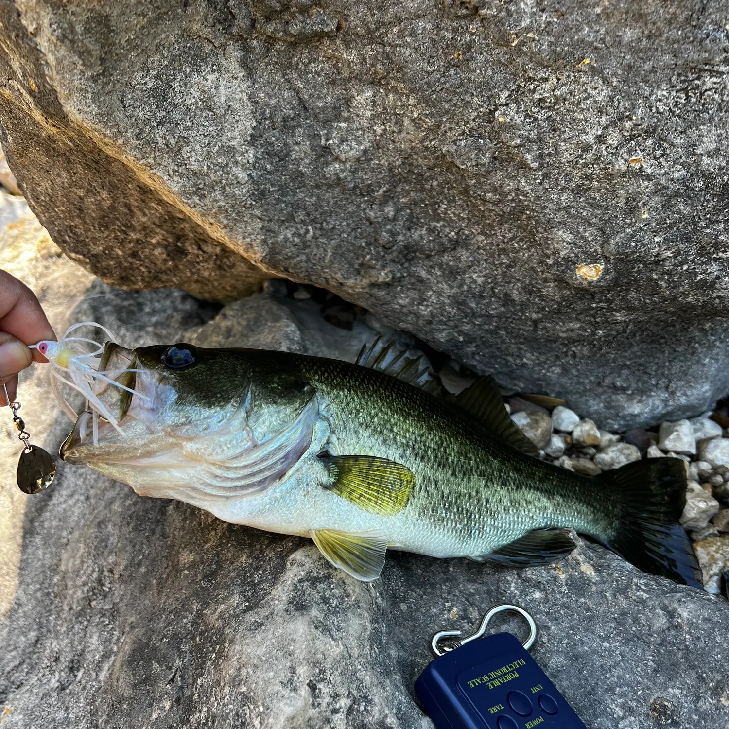Largemouth bass caught on Fishbrain