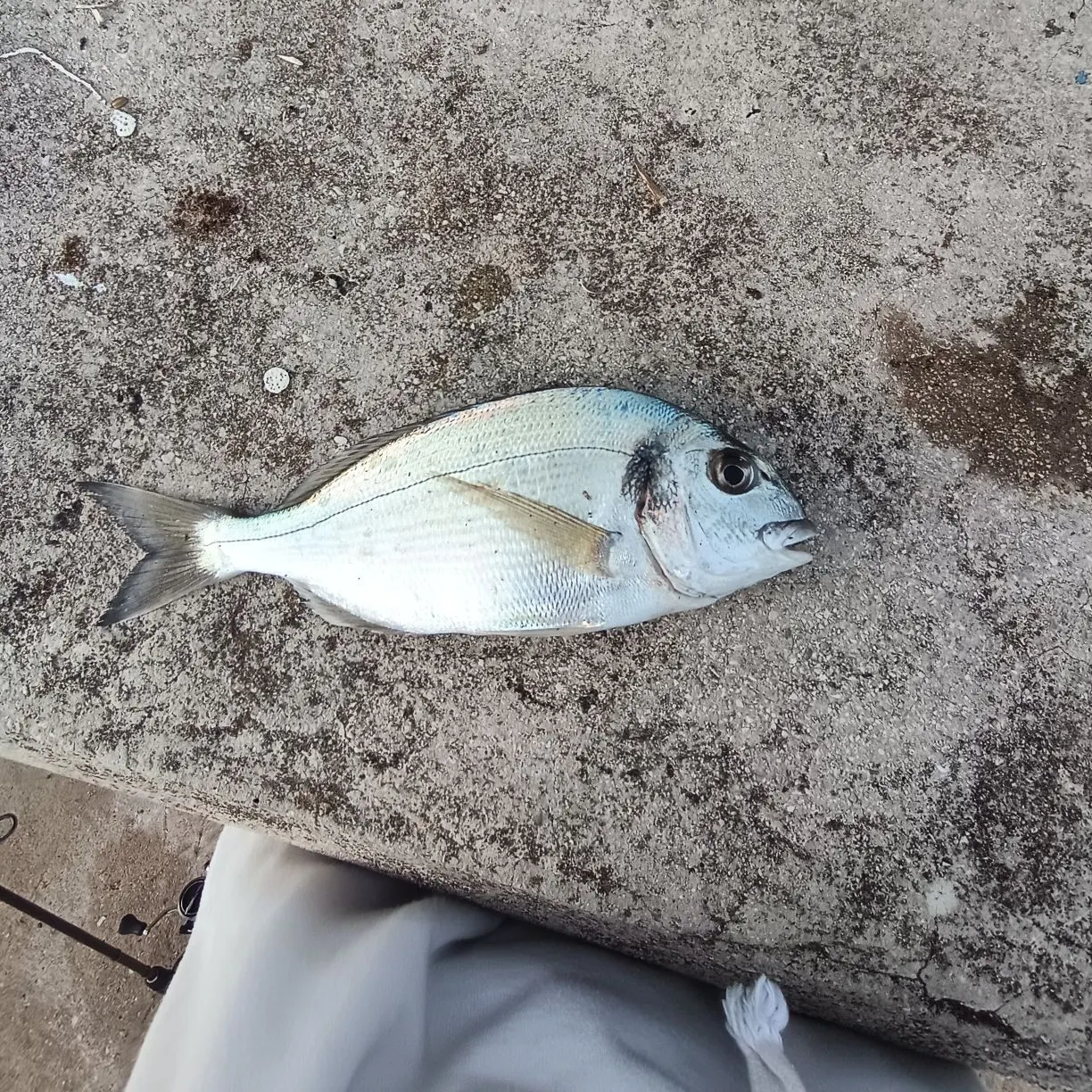 The most recent Gilthead seabream catches on Fishbrain