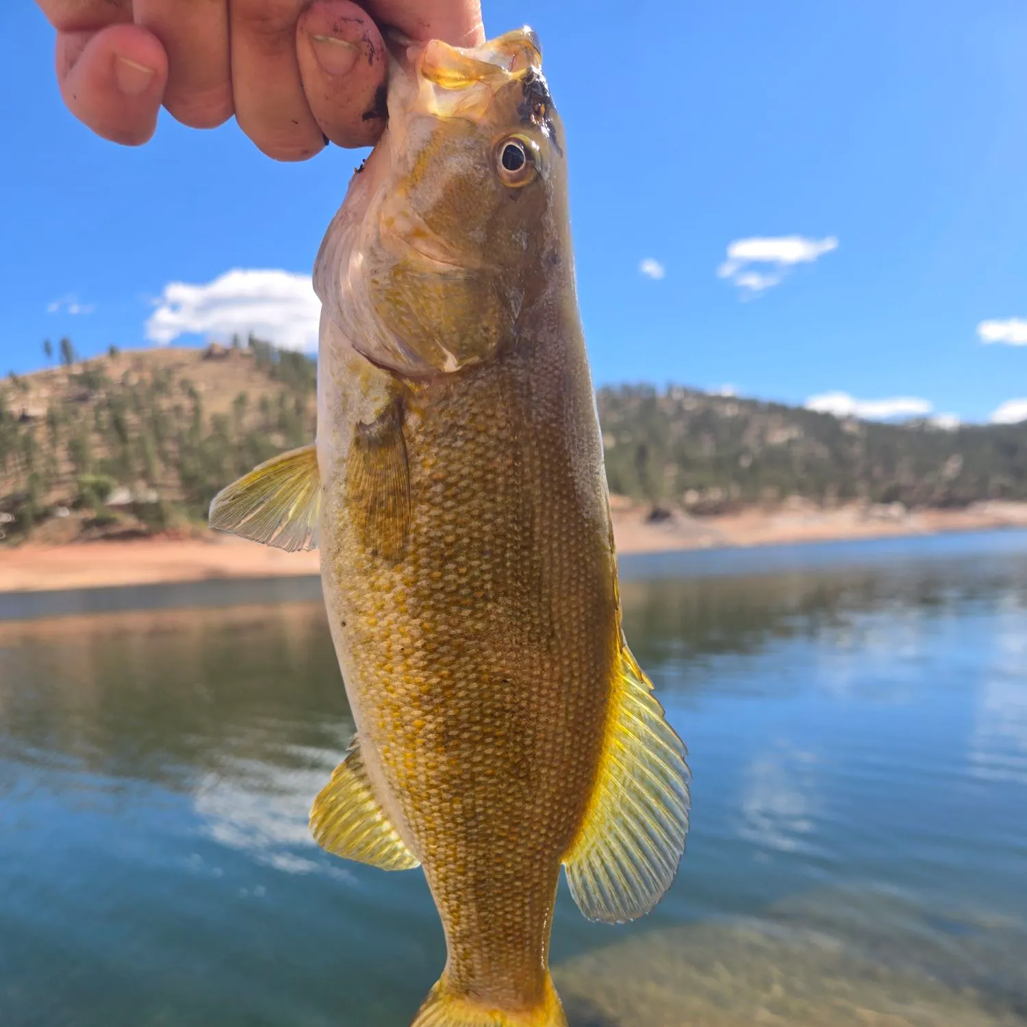 Smallmouth bass caught on Fishbrain