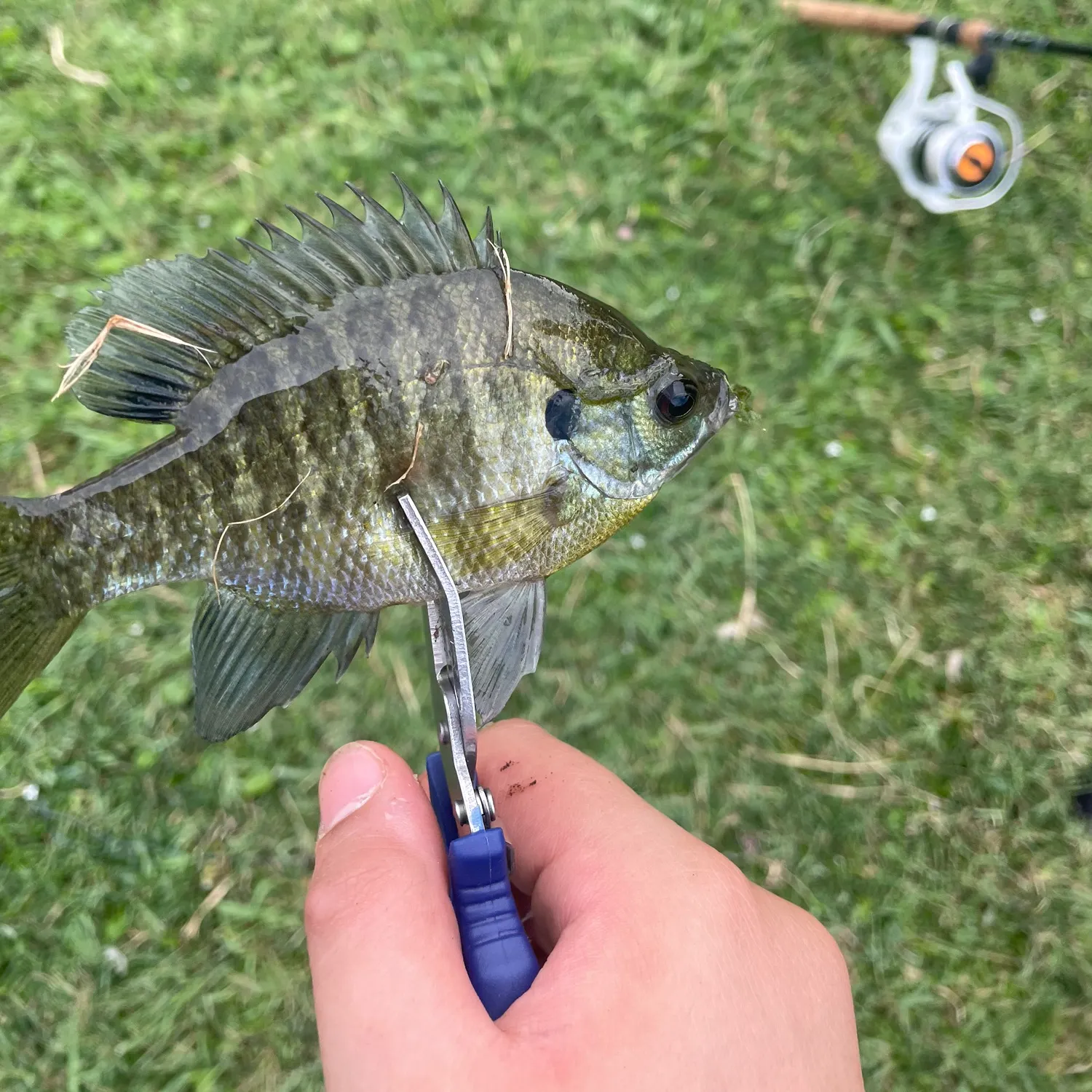 Bluegill caught on Fishbrain