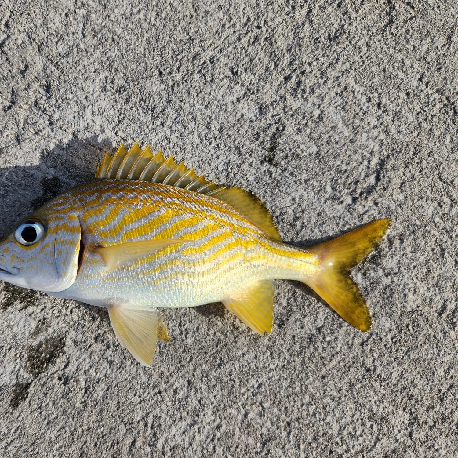 The most recent French grunt catches on Fishbrain