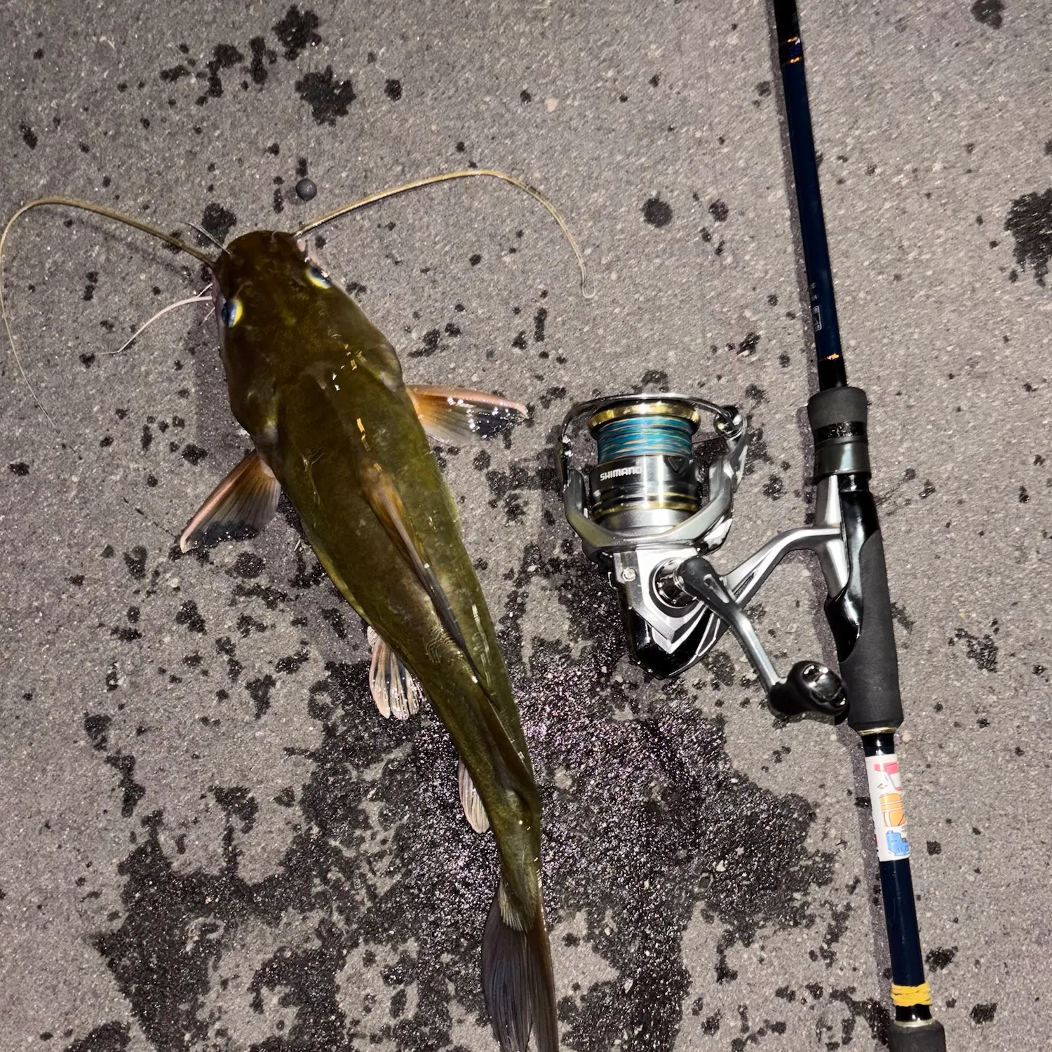 The most recent Asian redtail catfish catches on Fishbrain